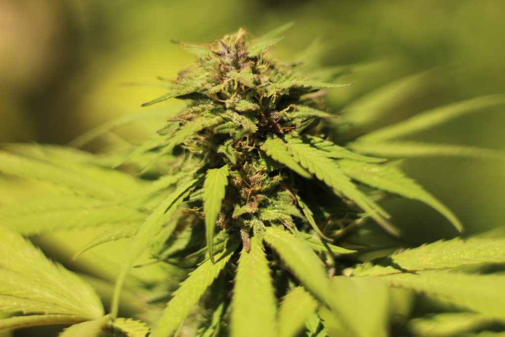 Is HHC flower similar to THC flower?