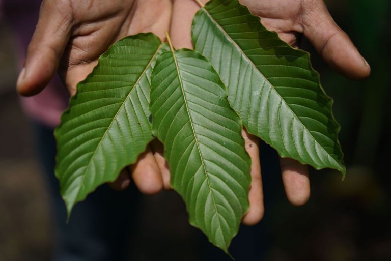 kratom drink kava